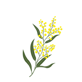 Golden Wattle Wellness 10cm